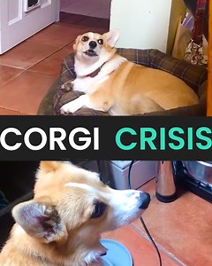 15K views · 292 reactions | Why is this Corgi so upset?!  OHHHHHH | Animal Antics | Facebook