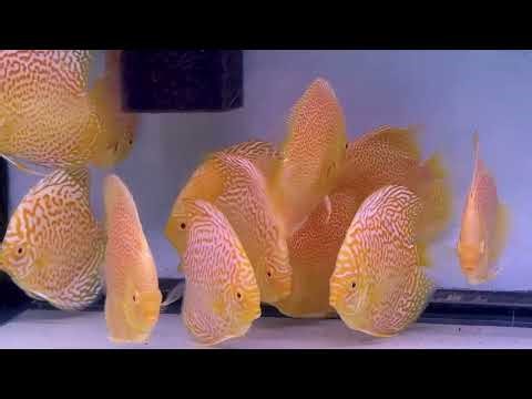 5.0" Albino Golden Leopards and Albino Golden Leopard Snakeskins