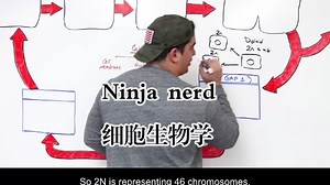 Ninja nerd《细胞生物学|Cell Biology》中英字幕（deepseek-R1