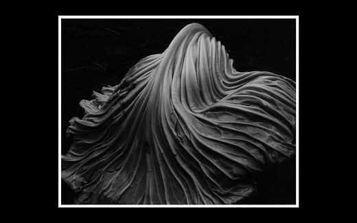 【审美与灵感】黑白静物质感的纯粹美学 | 美国摄影师 Edward Weston