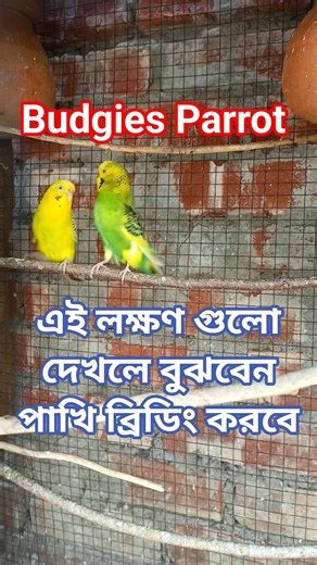 Budgies Parrot ❤️🦜Bajrigar pakhi, bodri pakhi। #birds #birdsvideo #budgies #parrot #birdsounds