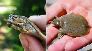 Soft-Shelled Turtle 🐢 The HIDDEN Hunter of the River! | 1 Minute Animals Discover the stealthy world of the soft-shelled turtle, a master of camouflage and ambush in freshwater rivers. Watch as this unique reptile uses its flexible shell and powerful jaws to hunt for prey hidden beneath the murky waters. #SoftShelledTurtle #turtle #turtles #WildlifeWonders #wildlife | 1 Minute Animals