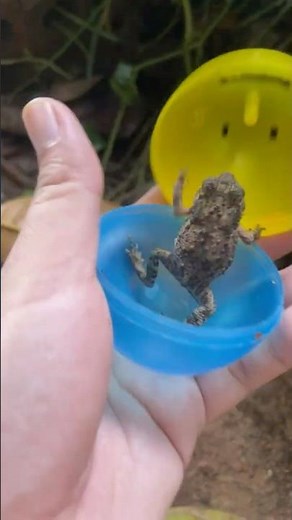 Catch Most Gorgeous Aquarium Baby Toad in Small Egg #toad #fish #fishing #frog #viral #animals #pets