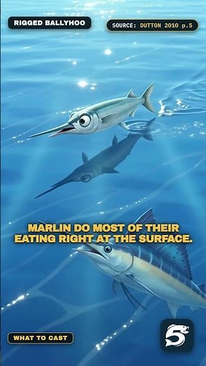 Stop Throwing Big Baits at Blue Marlin (They Eat Small Tuna)
