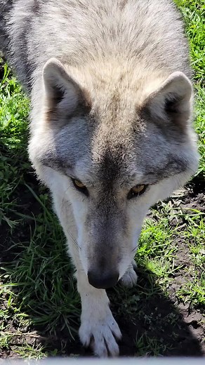 Tsitsikamma Wolf Sanctuary on TikTok