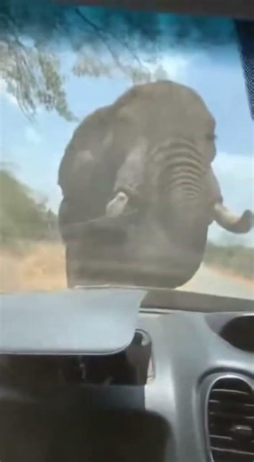 Elephant Attacks Car – Shocking POV Footage! #animalattack