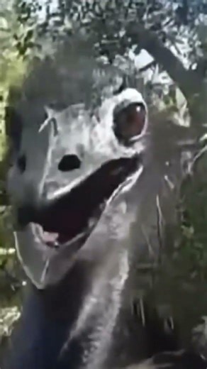 cops handcuffing in emu #means copwatch.