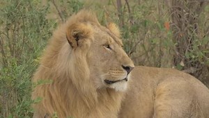 Video Male Lion Facing Sideways: stockbeeldmateriaal en -video's (rechtenvrij) 1097093575 | Shutterstock