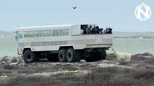 326 reactions · 71 shares | Experience the world's greatest concentration of polar bears. Oct & Nov departures, 6-day trips from $7295. | Natural Habitat Adventures | Facebook