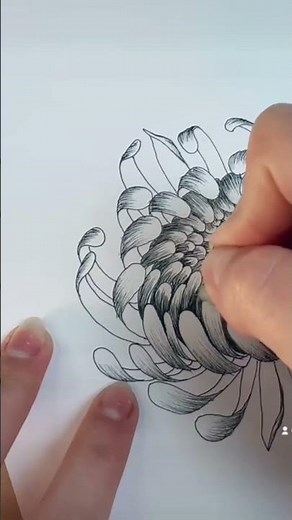 How to draw the chrysanthemum flower! // pen & ink botanical drawing tutorial #mums #florals #art