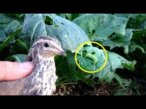 We'll have quail get rid of the pests that are eating our vegetables.
