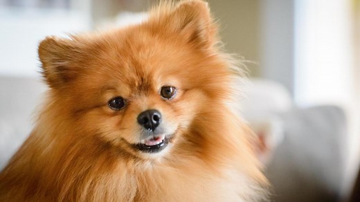 Pomerania: carácter, origen y todo lo que tienes que saber de esta raza de perro