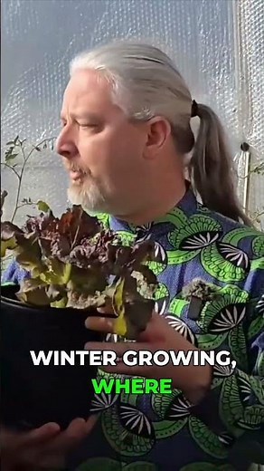 Grow Lettuce All Winter Without Replanting!