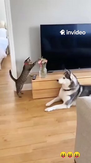 566K views · 35K reactions | cat & Dog funny short videos hahaha #pets #dog #funny #cats | loveonly.ai | Facebook