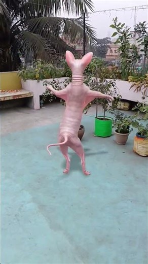 Funniest Snapchat moments ever! 🦉 Real snaps, real fun 😄! #Shorts#funnyanimals# Belowar Snaps