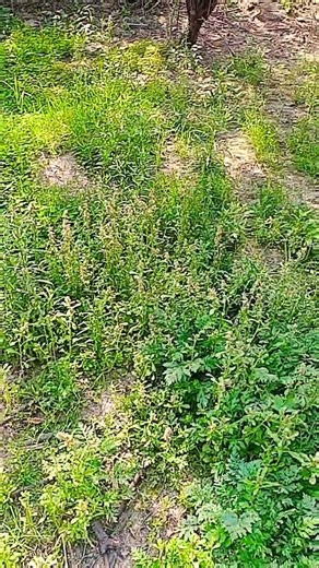 dil lagana mana #premanandjipravachan #love #trendingshorts #song