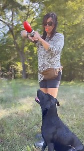 Look at my girl “watch it” 🖤💥 #gundog #blacklab #blacklabrador #dogtraining #castingdrills #labrador #labradorretriever #hunttest #dovehunt #dovedog #dovehunting #hunting #openingday #progress #Americanlabs #blacklabsquad #britishlabs #blacklabsofinsta #yellowlabs #yellowLabPuppy #retrievertraining @tactipup #poweredbyinukshuk #tactipupcollars #duckhunting #inukshukdogfood #retriever #laboftheday #gundogoftheday | Transformed Training