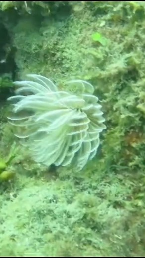 Scuba Diving Saint Martin on Reels