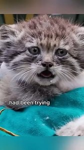 Scared bobcat who stole a cow #animals #love #shorts | Paws Life