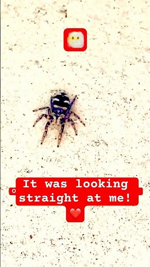 🕷️ Little critters like this tiny Jumping Spider can be hiding in plain sight!