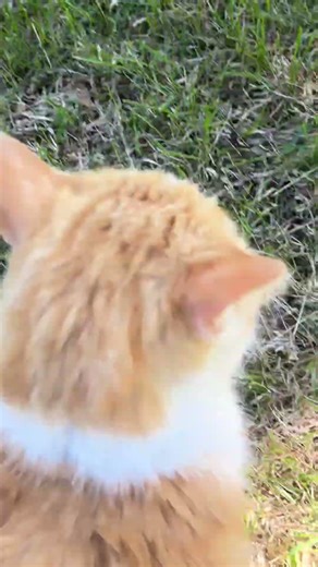 cat 7/2 is geting pet