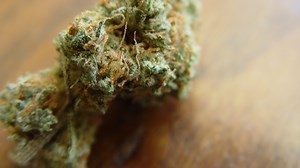 Consumer's guide to retail cannabis: How to get the good stuff