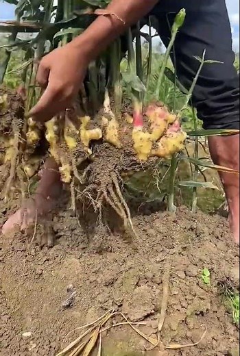 Fresh and organic vegetables ginger 🫚