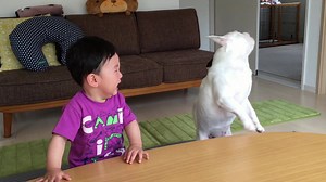 LOLing at these hilarious pets 😂 | Try Not to Laugh