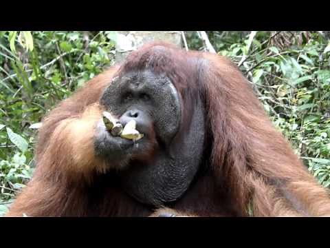 Indonesian Borneo