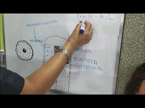 Cabello + Estructura del cabello + partes principales + clase 97/ Teacher belleza