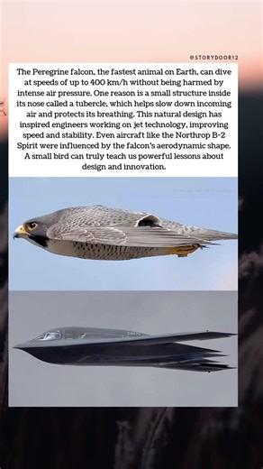 The Falcon That Inspired Jet Technology 🦅✈️