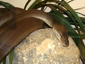 オリーブパイソンの基本情報と飼育方法！ 飼育はしやすい⁉︎ [爬虫類・両生類] All About