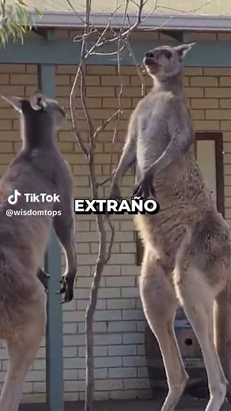 Pelea de Canguros: Así boxean y se enfrentan a humanos