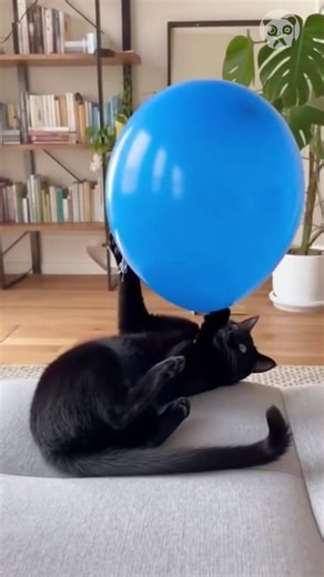 When the Balloon Explodes and Kitty Goes Turbo AI | Truques do Panda