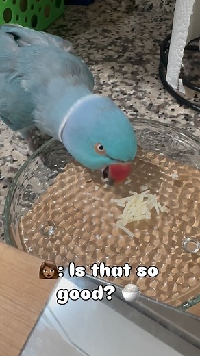 2.3K views · 1.8K reactions | GrandParronts packed me my own rice.  #SpoiledPet #indianringneck #parrot #bird #talkingparrot #birdlover #blu | The Blu Bird | Facebook