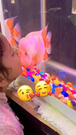 Reddevil fish is vry friendly 🥰 #fish #shortsviral #viralvideo #ytshorts #shorts #youtubeshorts