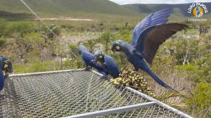12K views · 693 reactions | Did you know that tourism plays an enormous role for nature conservation projects! In case of Loro Parque, 10% of each ticket sold goes directly to the Loro Parque Fundación, which allocates it to more than 200 projects around the world, totaling to date 22.8 million dollars invested in nature and biodiversity conservation over the course of 26 years, and 10 species directly saved from extinction! | Loro Parque | Facebook