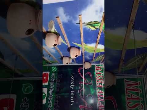 Java KO soft food ka istemal krwae.. 🥕🥕🥒🥒🫜🫜🥦🥦... 👍👍💯💯💯