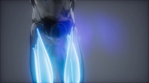 thigh muscles - Visible muscle anatomy map