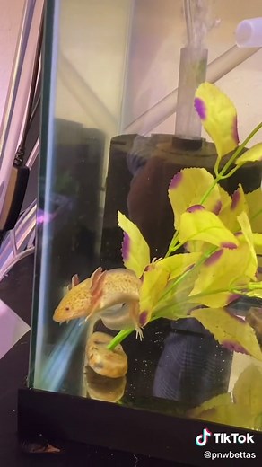 Axolotl Feeding Video: Cute Little Dude Enjoying His Meal