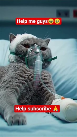 My cat is critical, help me 🥹 #cat #sadcat #shorts #shortvideo #cats