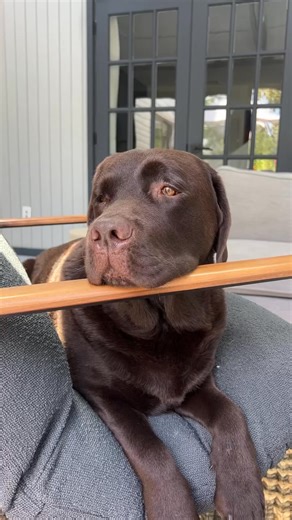 14K views · 607 reactions | It doesn’t get much better than a @47 chocolate lab cap and an ice-cream adventure!  We recently discovered that @47 has a whole line of caps with all different dog breeds and we couldn’t resist (just like BoJack can’t resist that ice-cream!). Use code BOJACK20 when checking out at 47brand.com and let us know if you find your favorite dog breed!  #sponsored #47partner #47 | Bojackthelab | Facebook