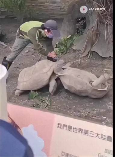 The only way this story is true is if both tortoises are females.