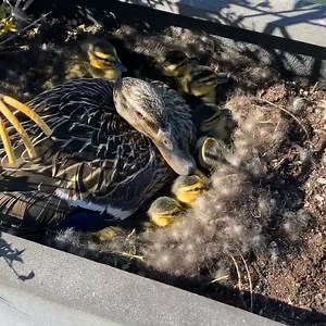 15K views · 764 reactions | This earth is just ducky!  We share our earth with many beautiful creatures - let’s take good care of it for them. Just don’t get too close.  | Reagandoodle | Facebook