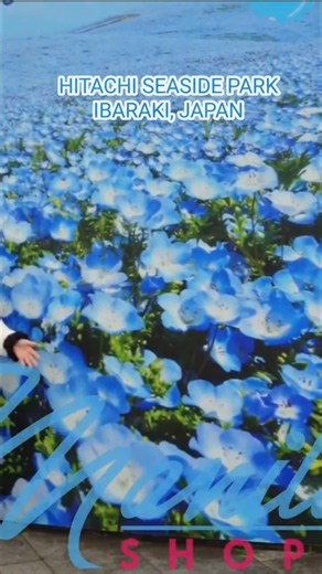 HITACHI SEASIDE PARK IBARAKI | JAPAN SPRING 2026 ‪@ManilaShopper‬