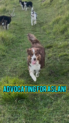 🐾 Meet Aslan – The Aussie on a Journey 🐾 Aslan, the Australian Shepherd, is currently with me for residential training. On the surface, his big challenge is reactivity – barking, lunging, and appearing “out of control.” But when you scratch beneath the surface, what you really see is: ✨ An adolescent male going through hormone changes ✨ A slightly anxious dog by nature ✨ A dog who’s been through health struggles (his owners have worked SO hard for him 💛) ✨ A dog who doesn’t actually want to b