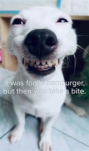 send this to your friends to absolutely waste their time…🤣😂🍔 #funny #dog #dogs