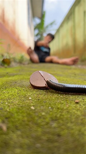 Follow My Command, Sleep and sweet dreams while waiting for the millipede to return#shorts
