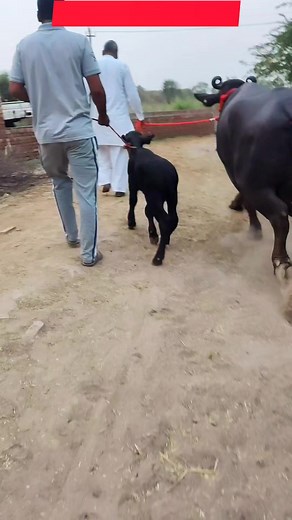 2nd Timer || 18 Kg ||Foji Farm || 20 May #viralreels #murahviral #parveenmurrahfarm #reels #bulls #murrahcalf | Parveen Murrah Farm