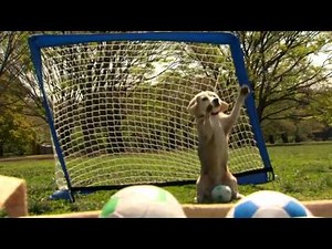 Super Beagle Purin sets new Guinness World Record